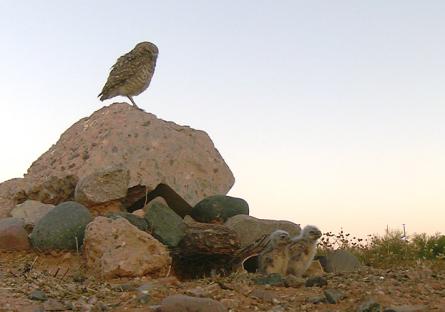 burrowing owls