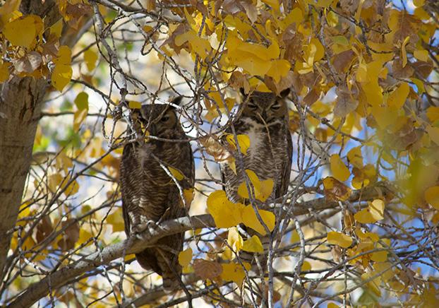 great horned owls